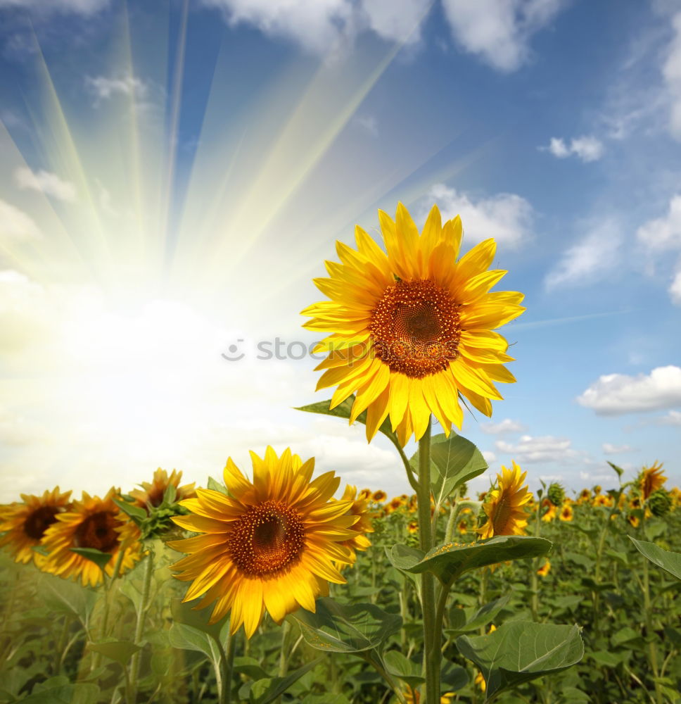 Similar – Image, Stock Photo sunflower cone Flower