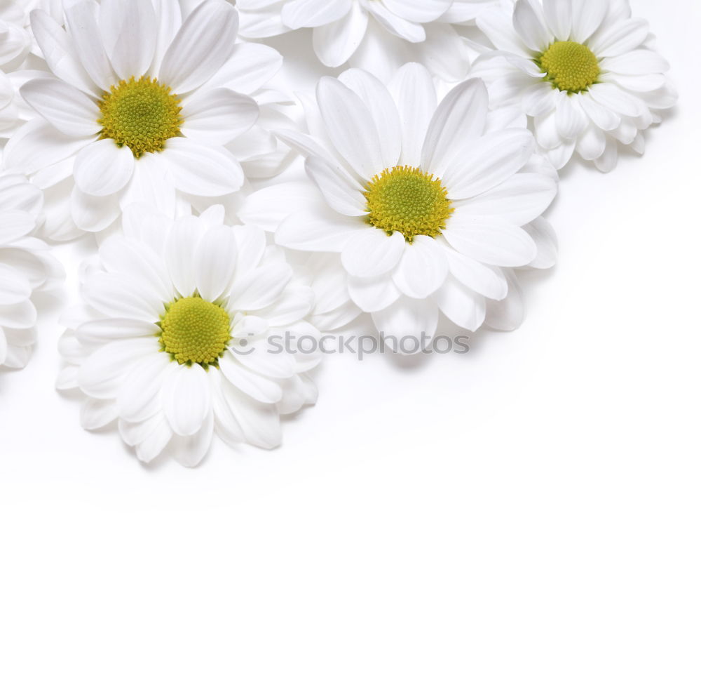 Similar – Image, Stock Photo Marguerite on white background, spring concept