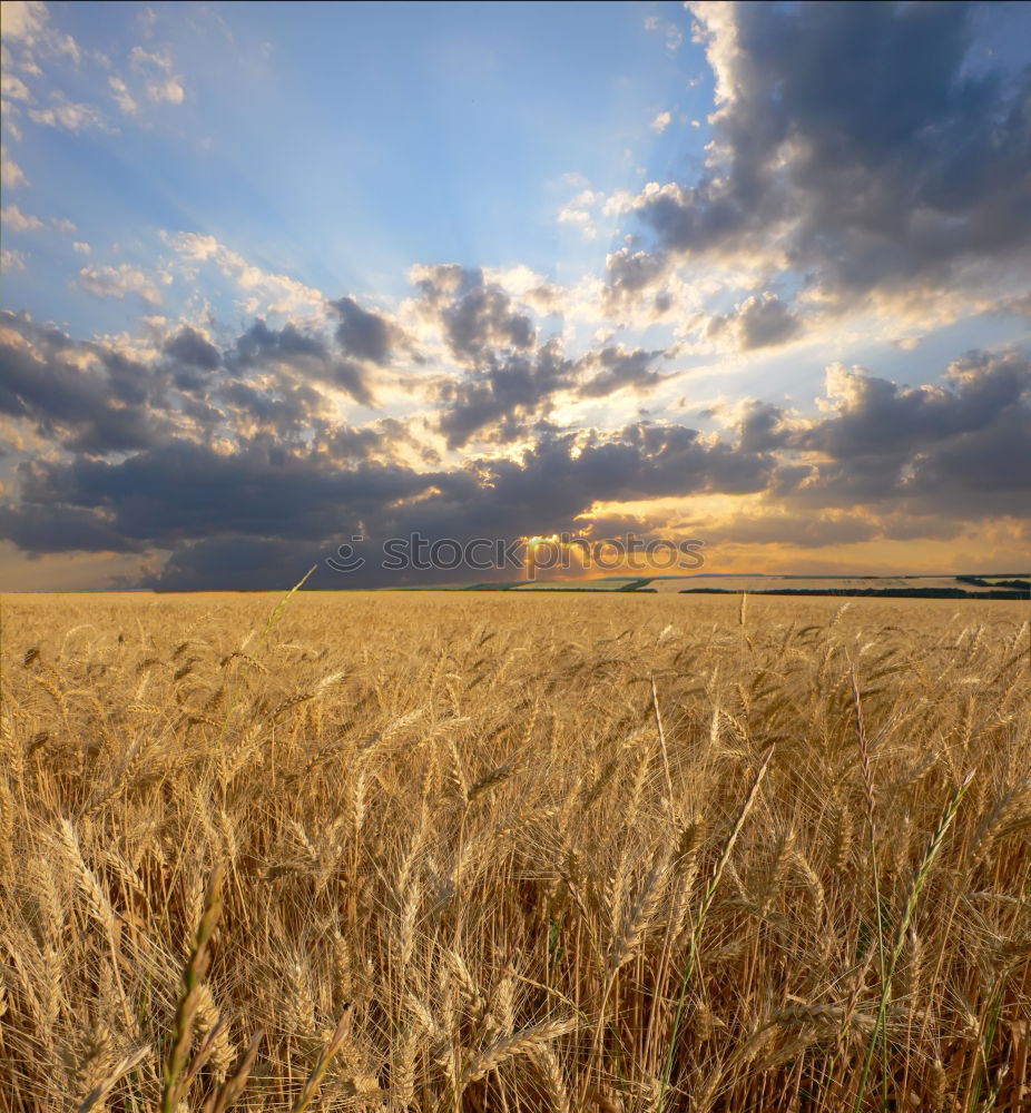 Similar – Image, Stock Photo summer evening Clouds