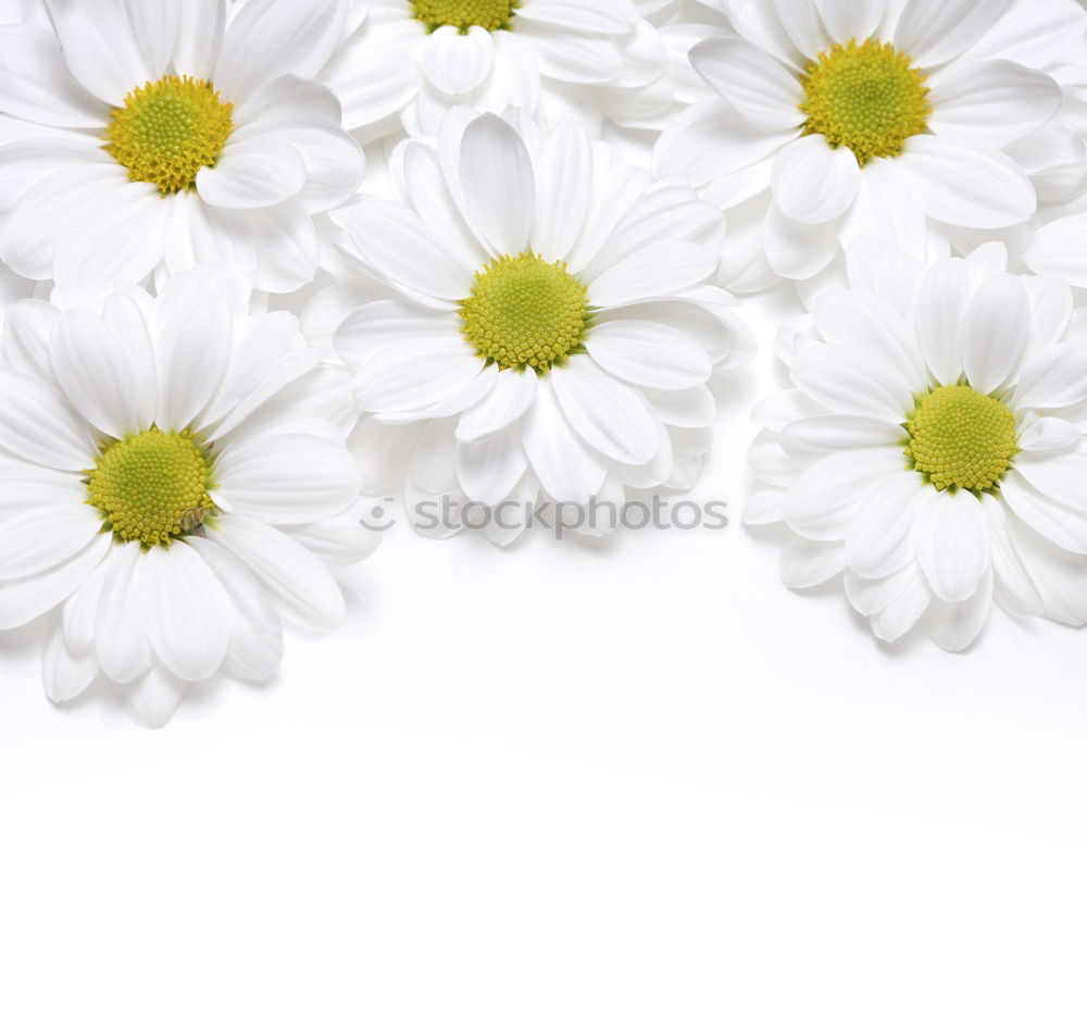 Similar – Image, Stock Photo Marguerite on white background, spring concept