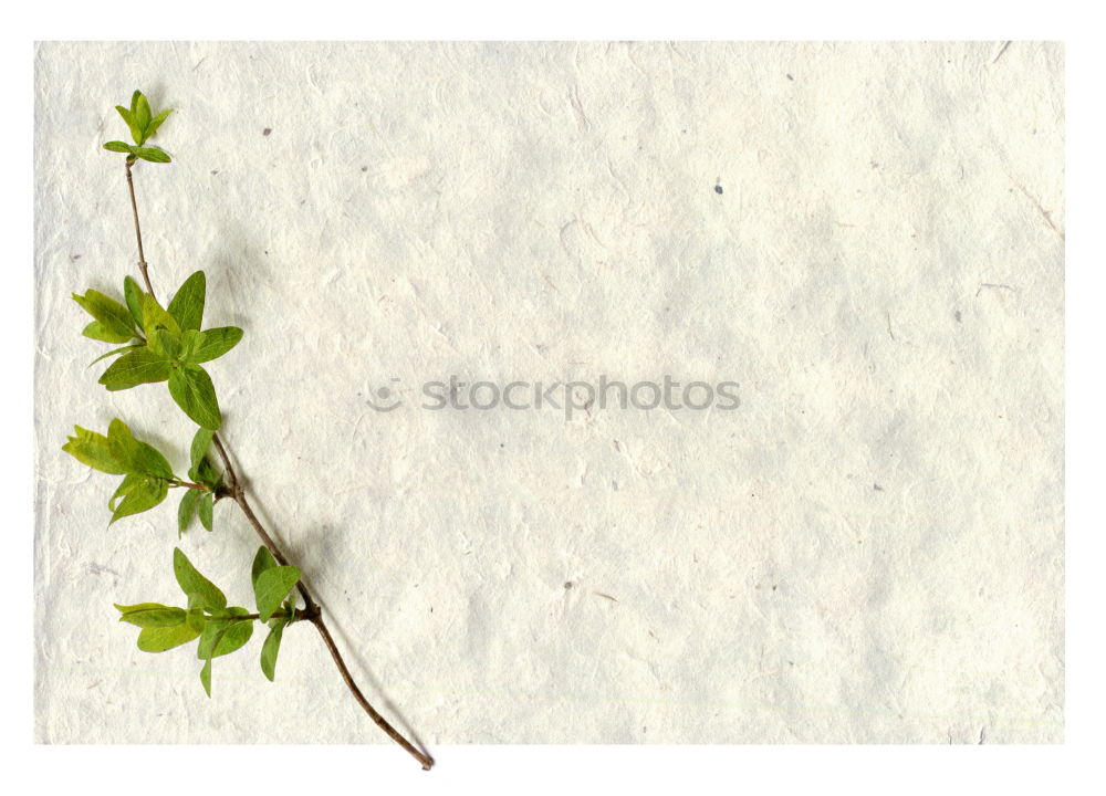 Similar – Buds sprout from the branch