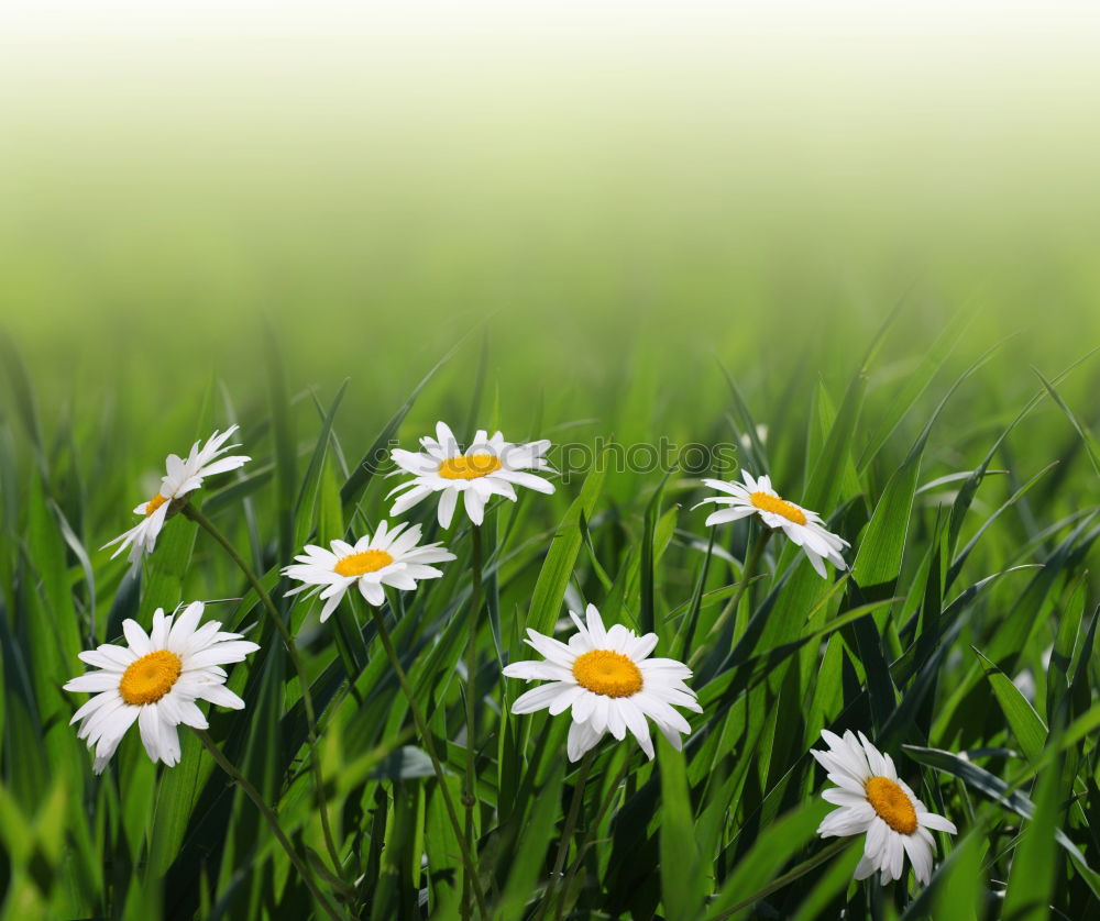 Similar – Image, Stock Photo Taraxacum Blossom Flower