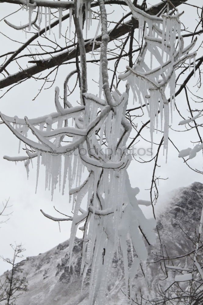 Similar – Image, Stock Photo Cold and clinking Icicle