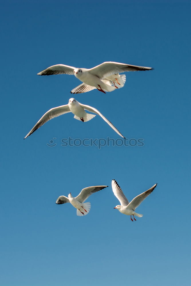 Similar – Image, Stock Photo ” Attention ” Landing. Two pelicans flying over the water. Below you can see other pelicans with their heads. My favorite birds on approach.