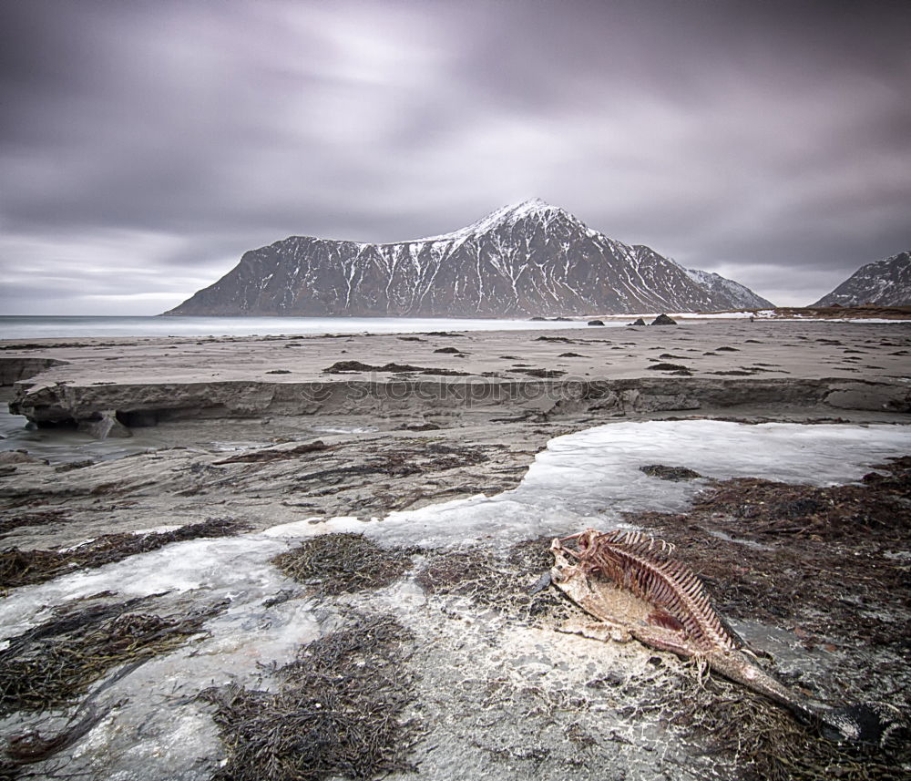 Similar – Rendeer in arctic Eating