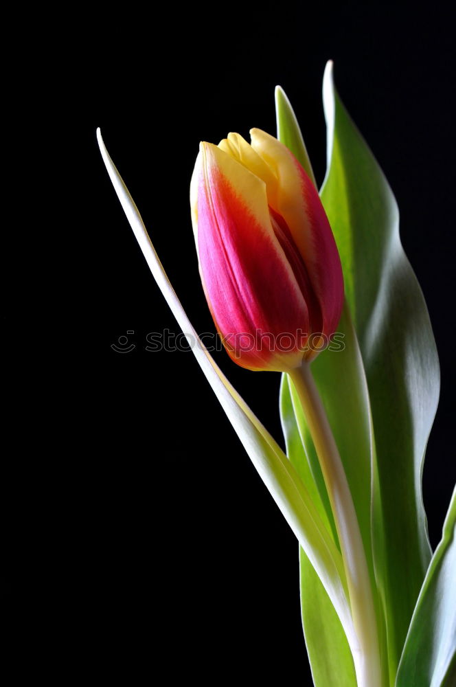 Similar – PaarTanz Tulpe Blüte Blume