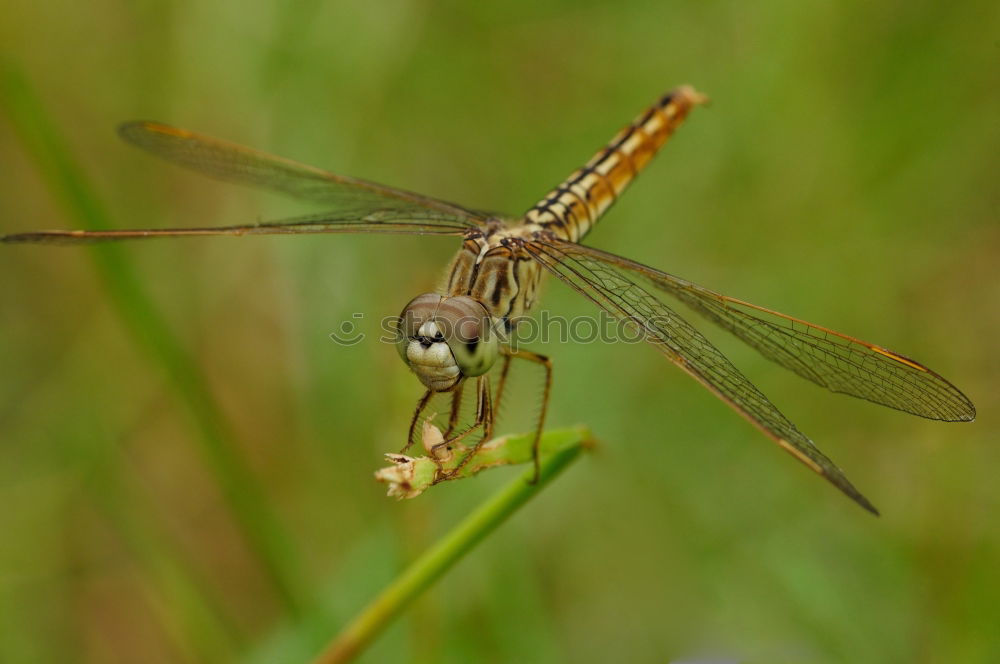 Image, Stock Photo Large Blue Arrow Nature