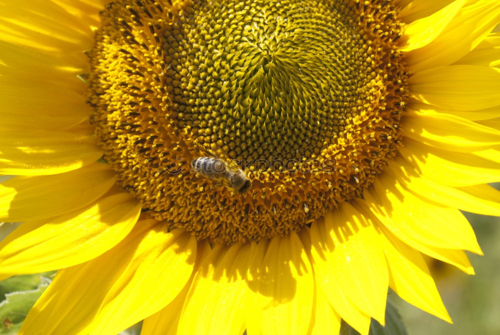 Sonnenblume Hummel Blume