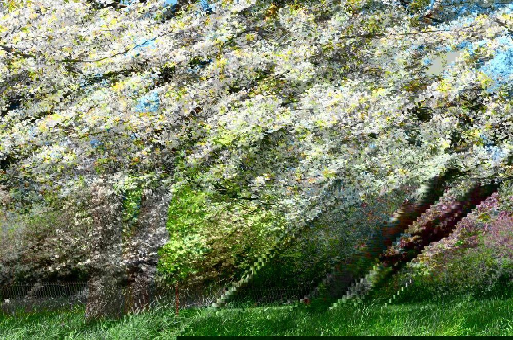 White Giant Spring Laundry