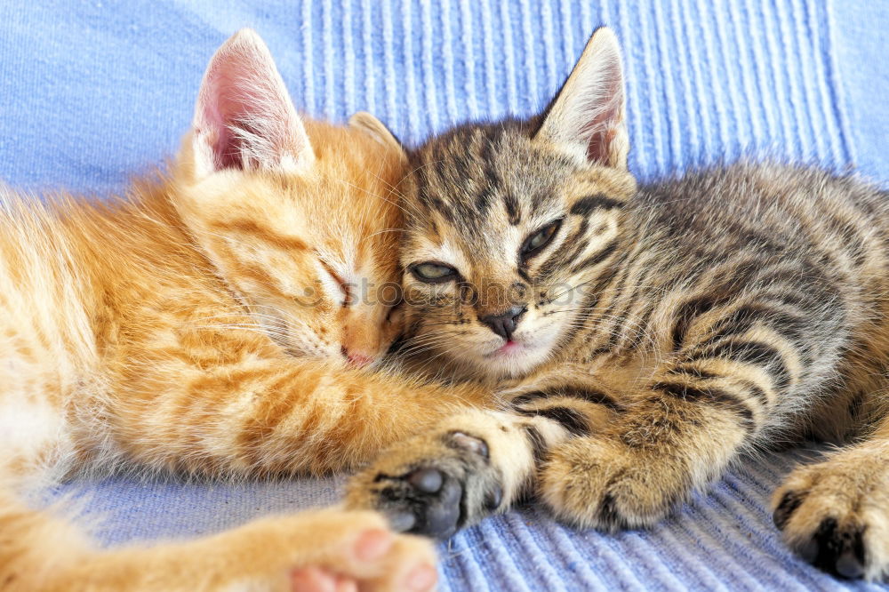 Similar – Image, Stock Photo twins Cat 2 Animal