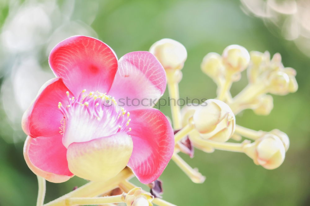 Similar – orchidee Orchidee rosa