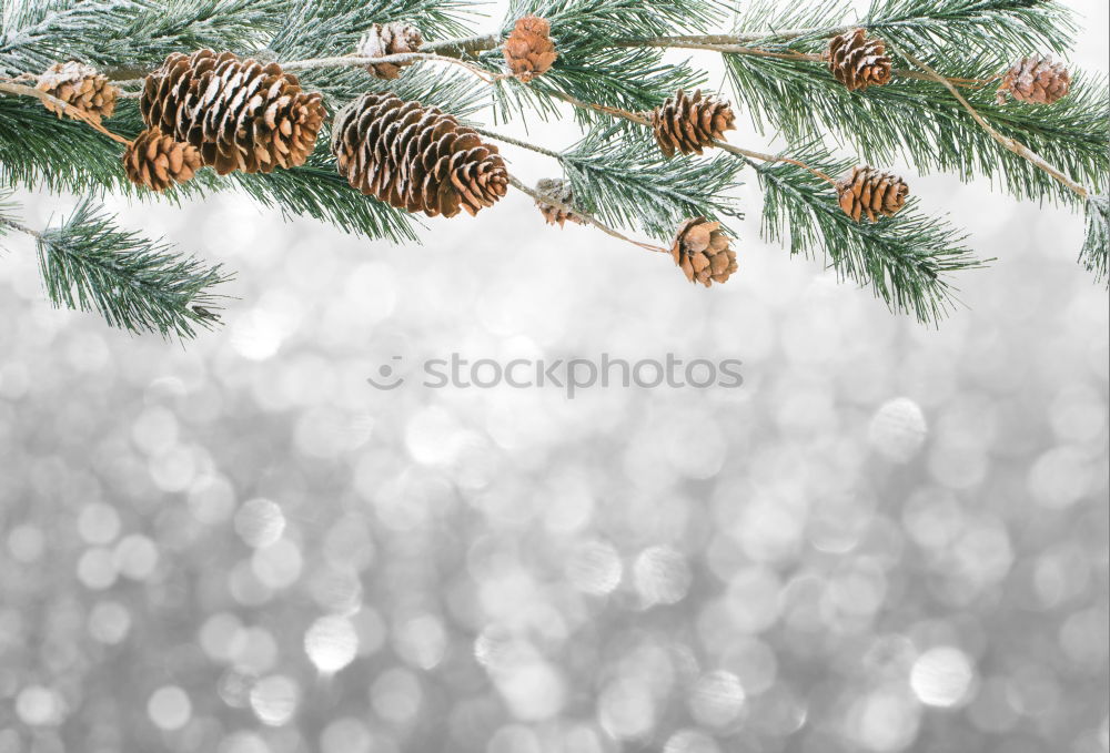 Similar – Christmas tree Hang