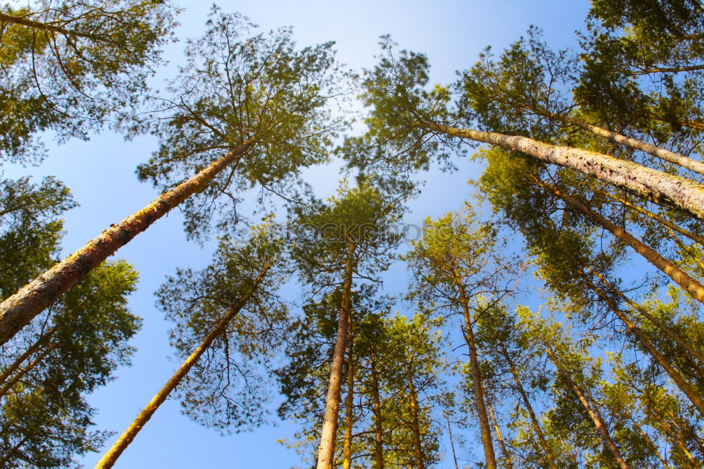 Similar – Image, Stock Photo Fir Trees Forest