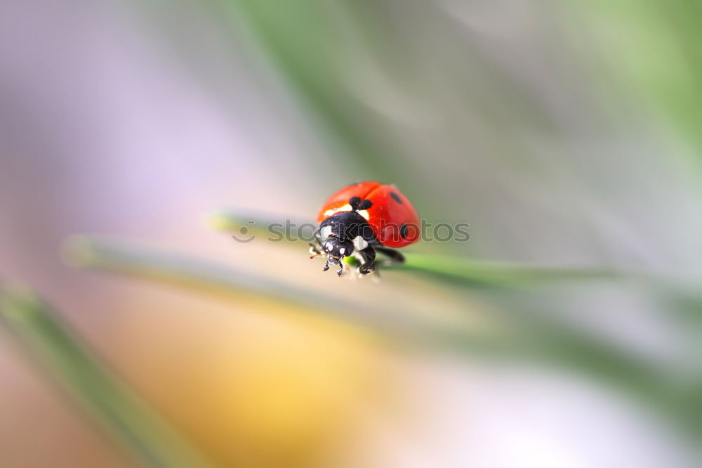 Similar – Image, Stock Photo on top Environment Nature