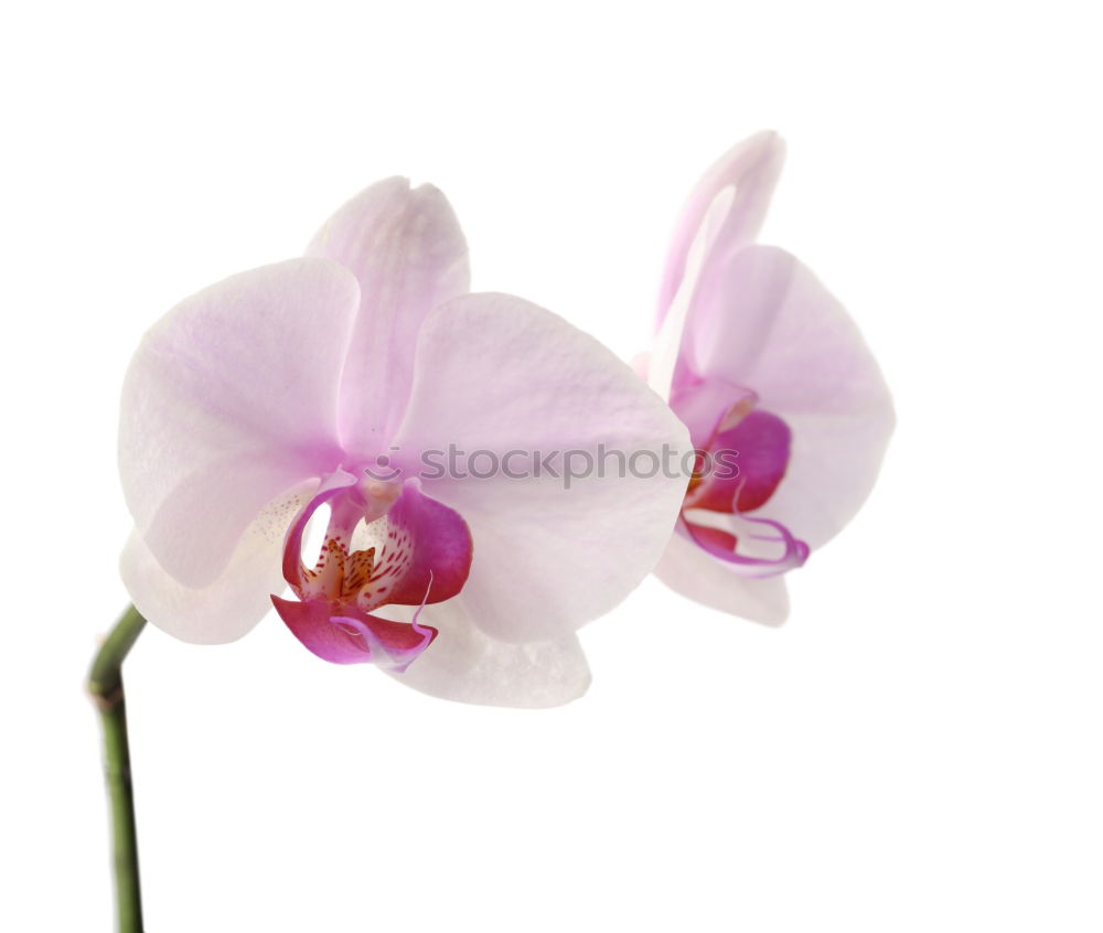 Similar – Image, Stock Photo orchid blossom Elegant