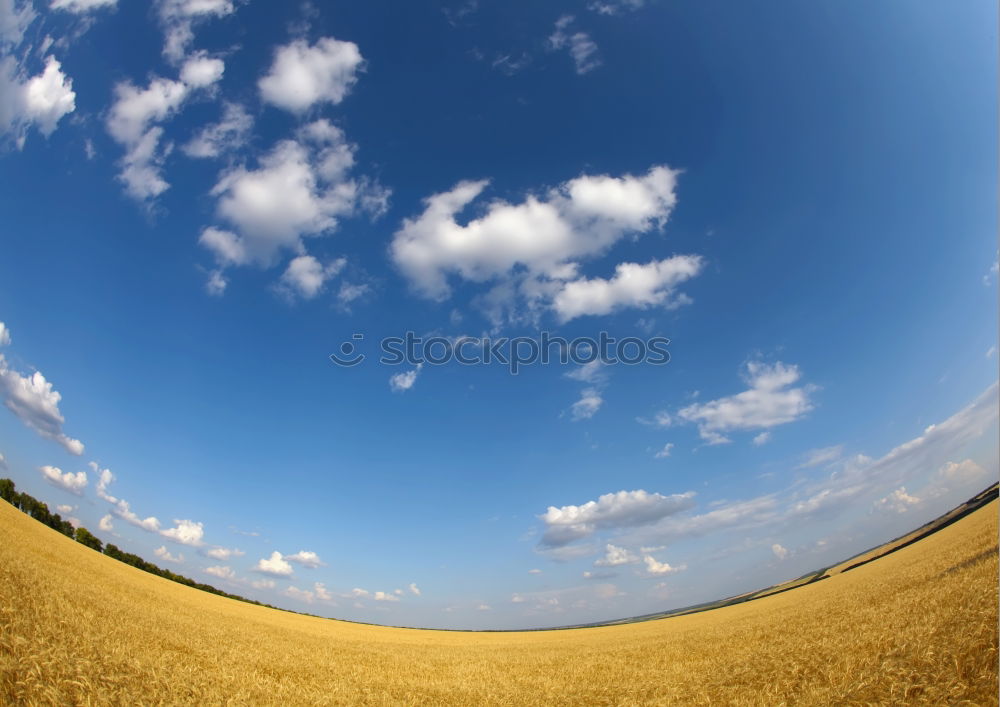 horizon Kornfeld Getreide