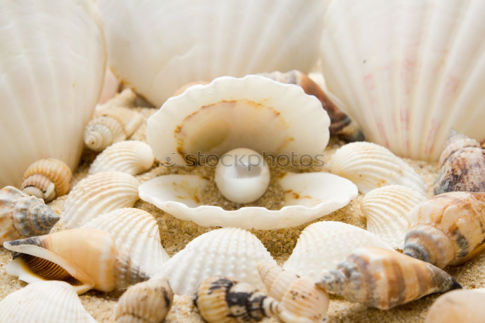 Similar – Muscheln Strand