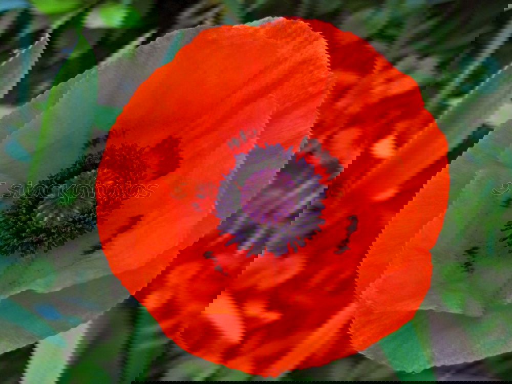 Similar – Image, Stock Photo Turkish, poppy, papaver, oriental