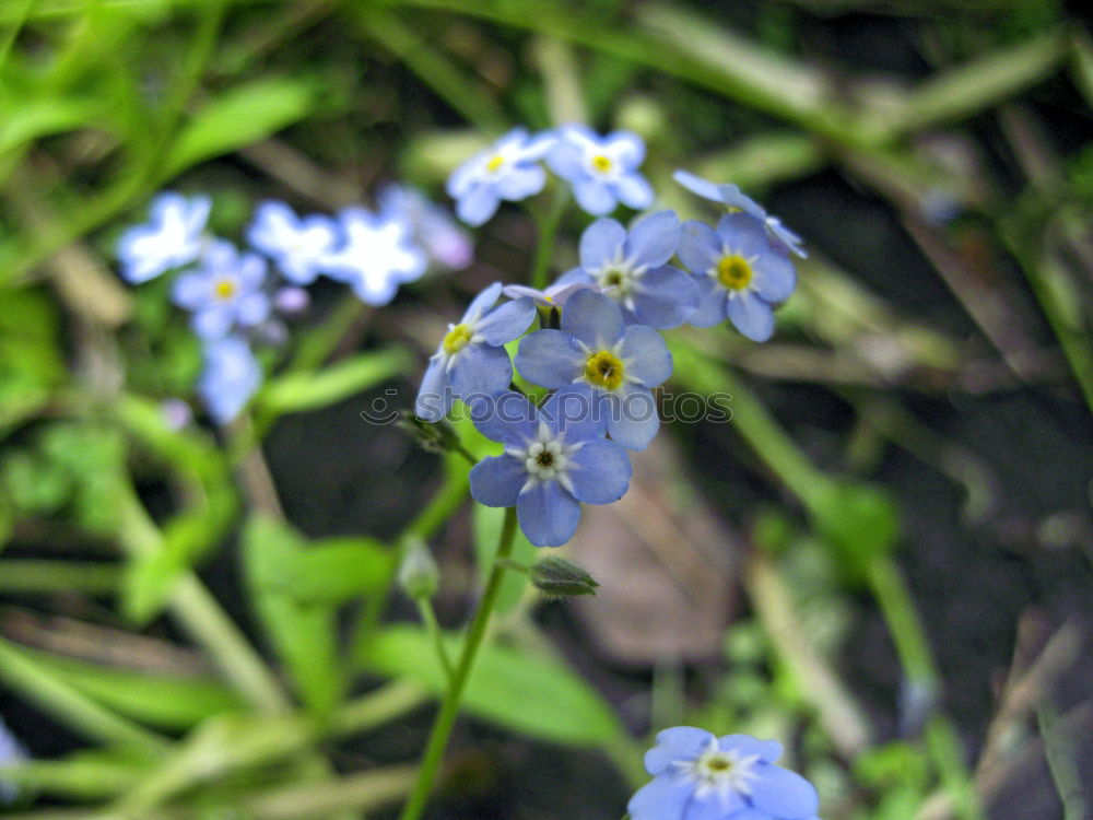 Similar – Don’t forget me flowers in the bed