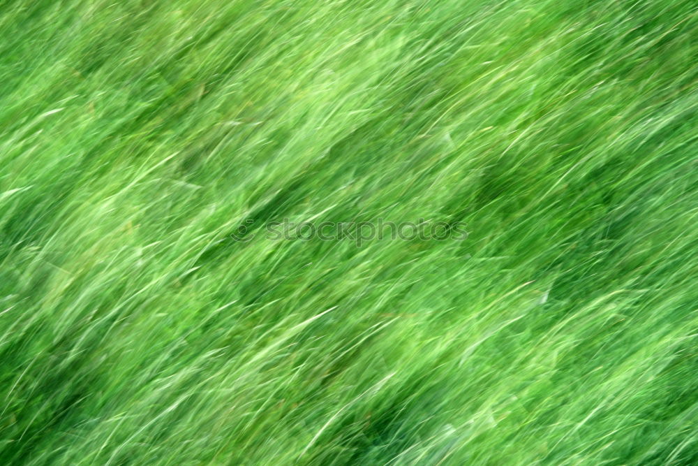 Similar – cuddly grass Garden Meadow