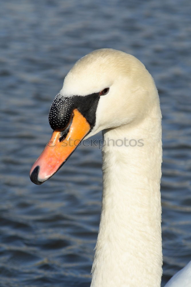 Similar – Image, Stock Photo lovebird #4 Swan Elegant