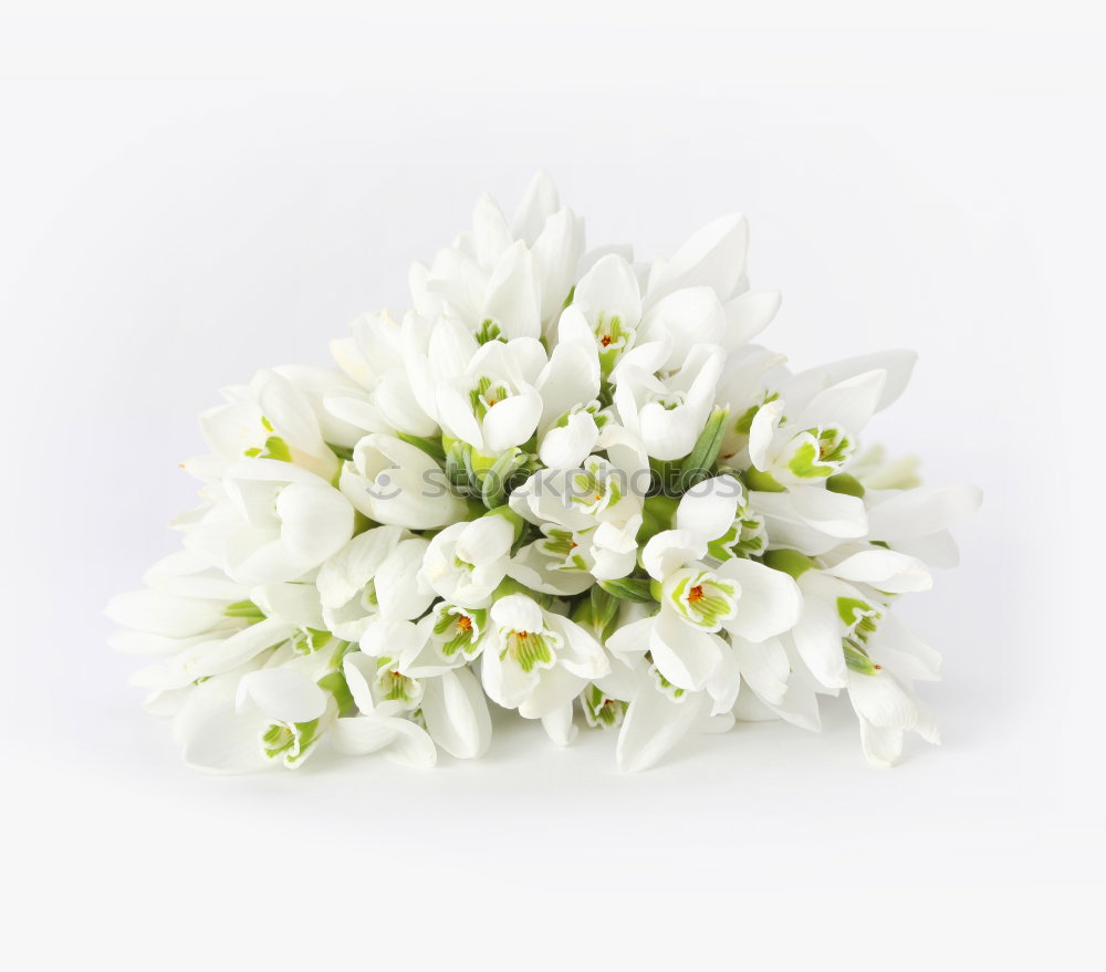 Wildflowers Bouquet I
