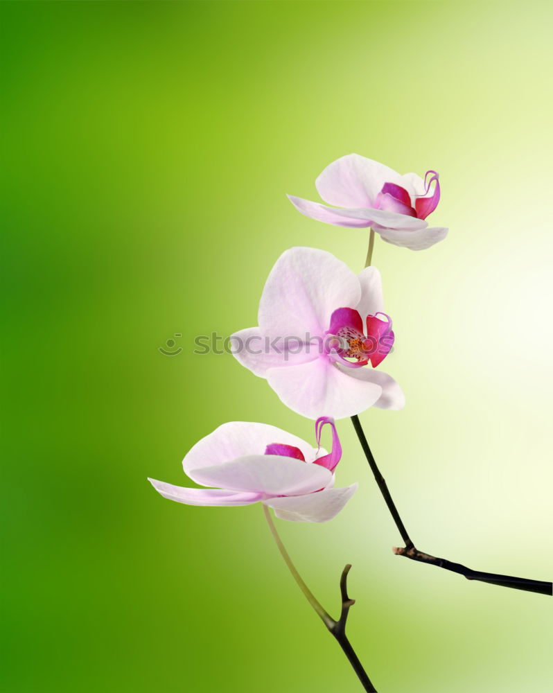 Similar – blue blossoms Nature Plant