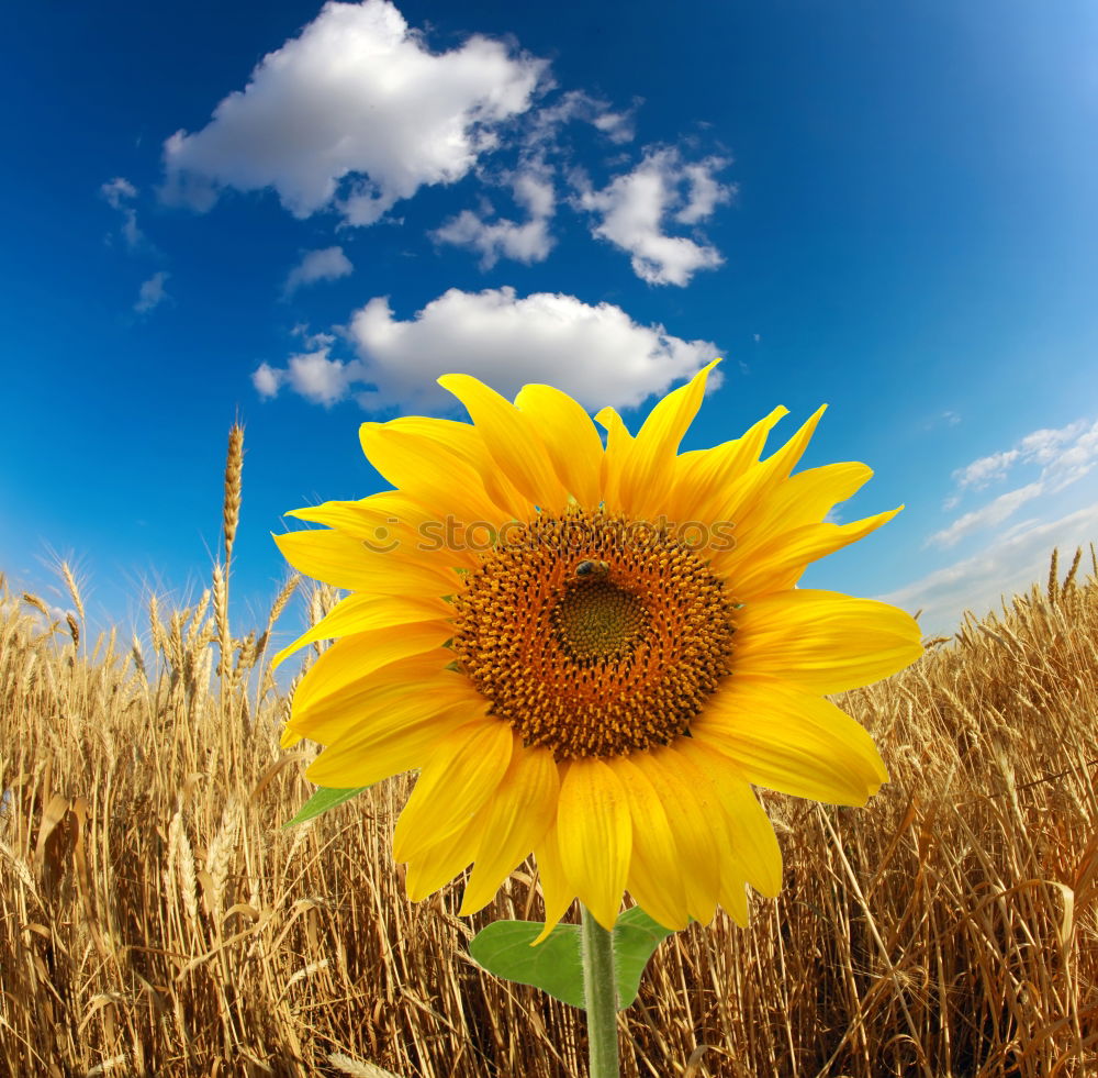 Similar – the flower `gen sun Plant