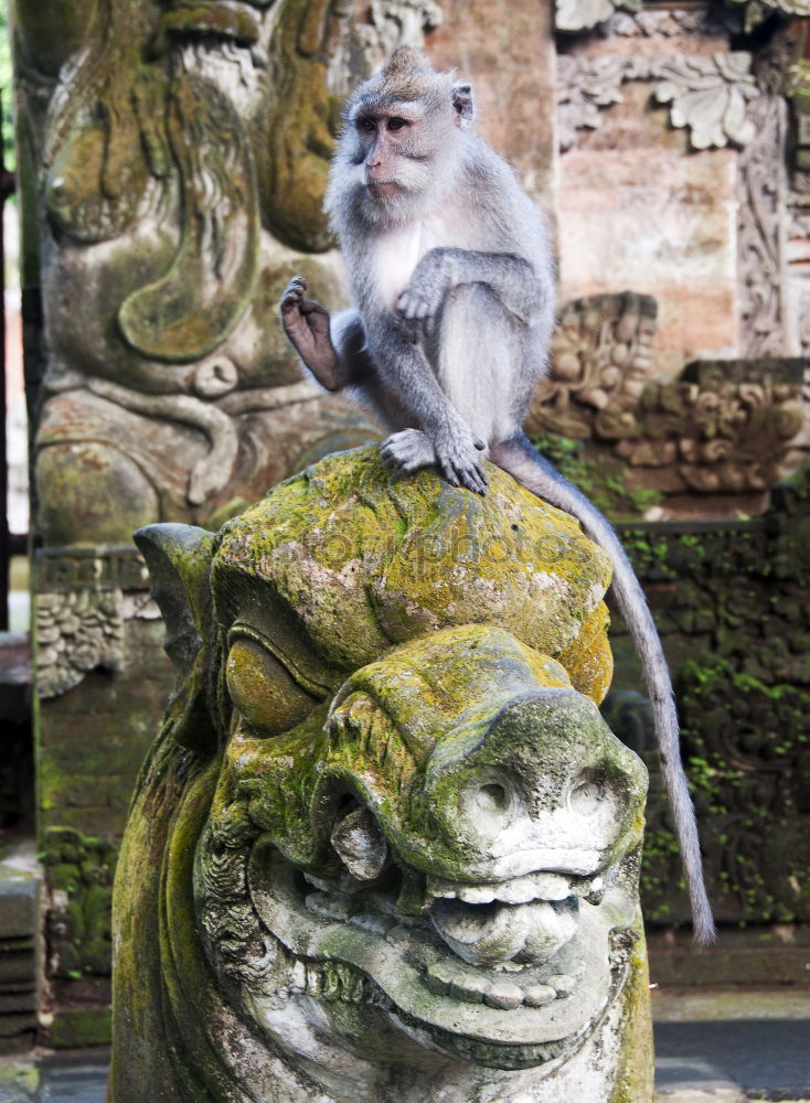 Baby Monkey eating Fruit