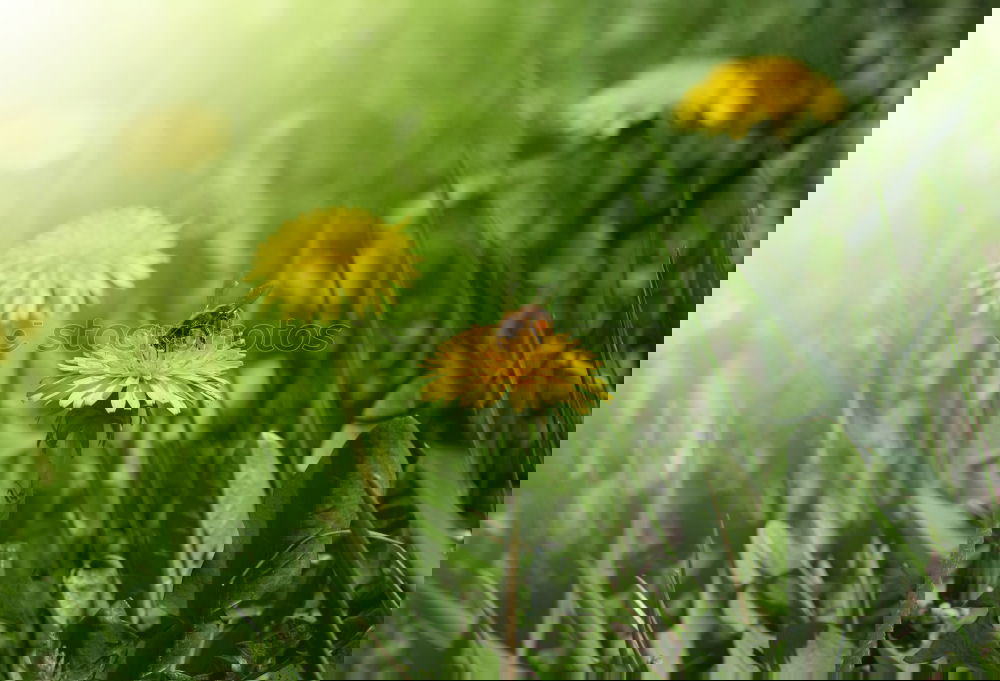 Similar – Foto Bild Auf der Wiese, andere Stelle