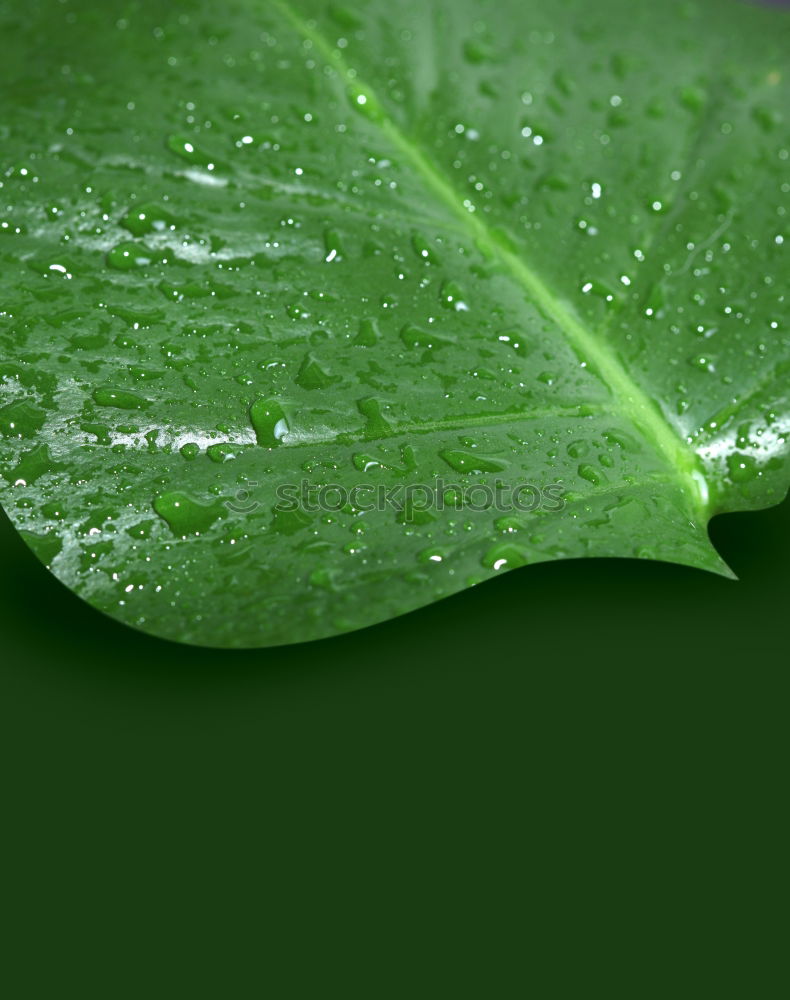 Similar – Image, Stock Photo parsley Food