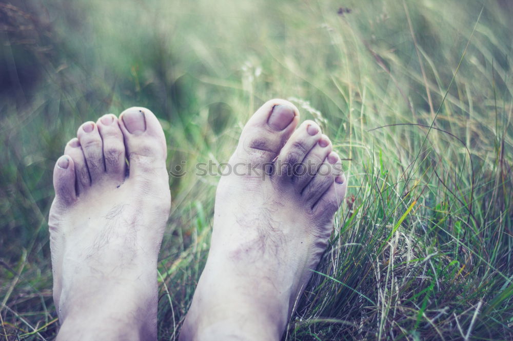 Similar – black-footed meadow Feet