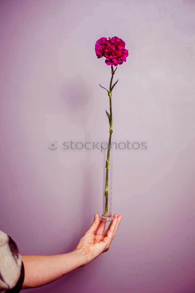 Similar – Image, Stock Photo flower holder Flower