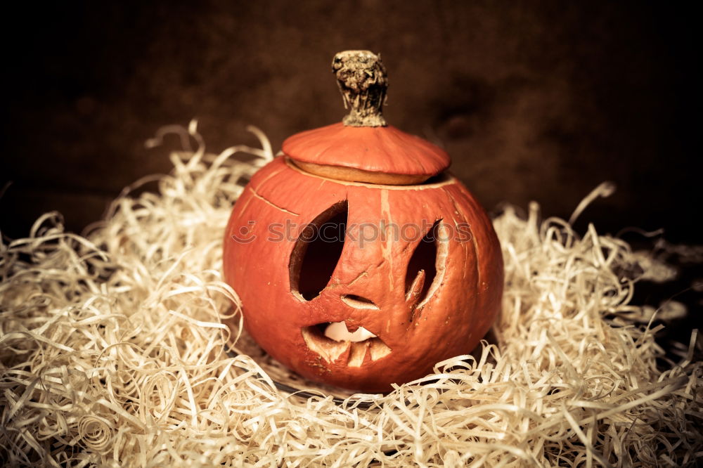 Similar – Image, Stock Photo Young boy in the Skeleton costume holding Halloween pumpkin