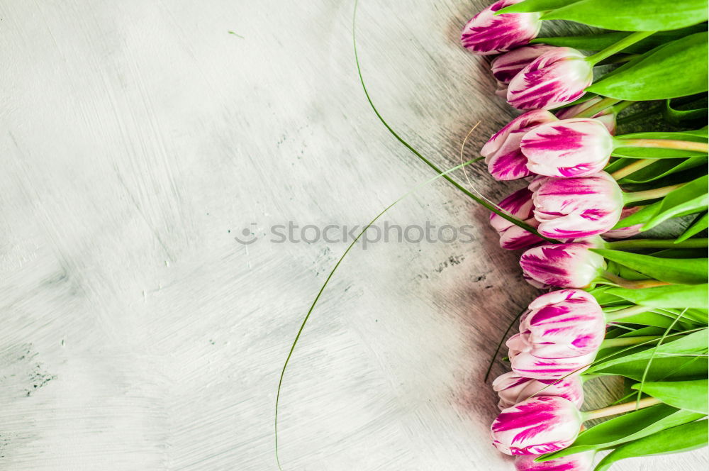 Similar – Image, Stock Photo Pretty tulips on white background