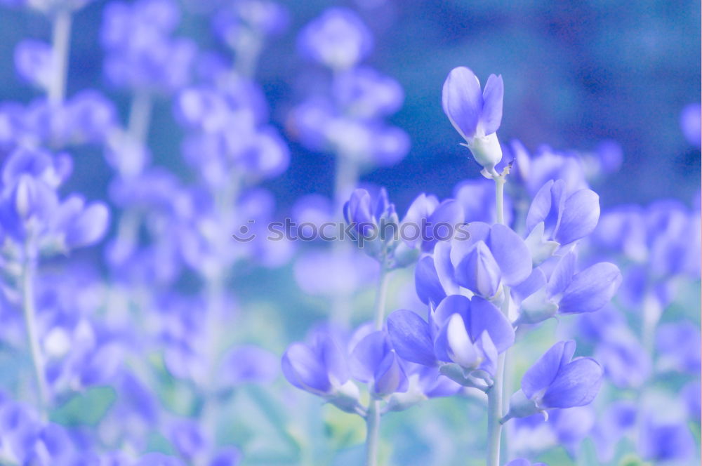 Similar – Traubenhyazinthe blau-violett blühende Blumen in einem Garten