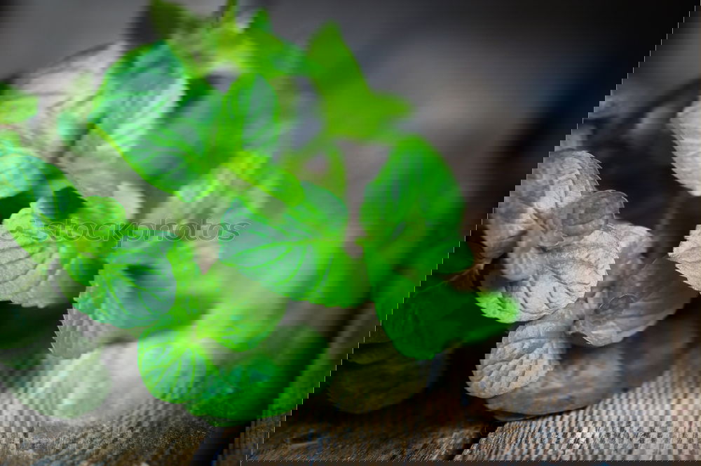 Similar – Image, Stock Photo Fresh lettuce on a rustic kitchen table