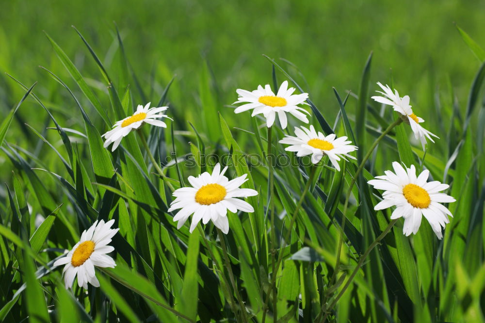 Similar – concrete bloom Spring