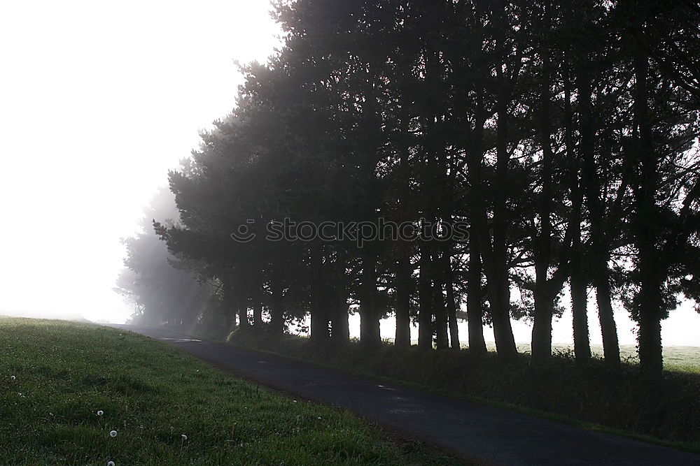 nebelsonne Nebel Baum