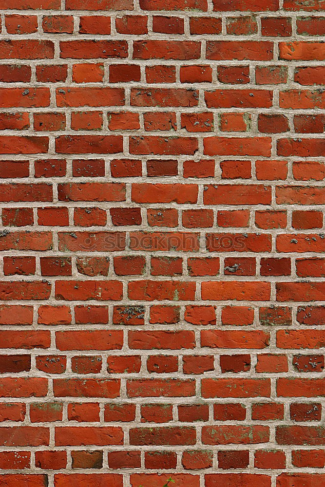 Similar – Image, Stock Photo There’s a little plant sitting on the wall, waiting.