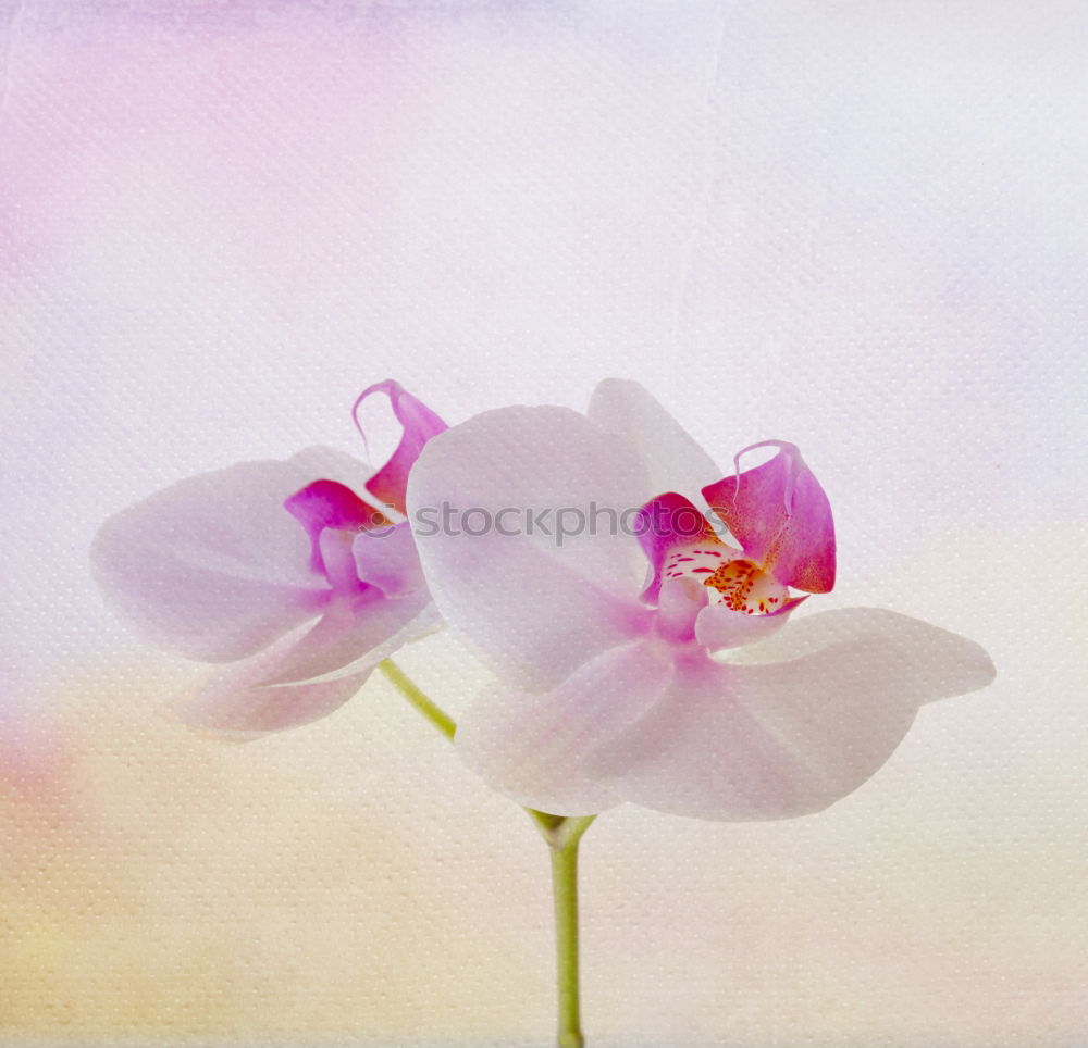 Similar – Image, Stock Photo Delicate flowers of orchids