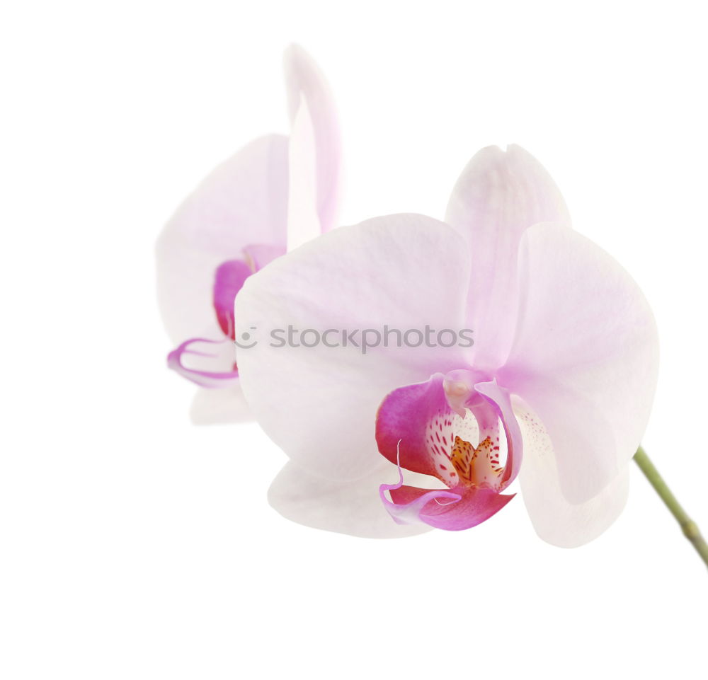 Similar – Image, Stock Photo Blue Orchids Wellness Life