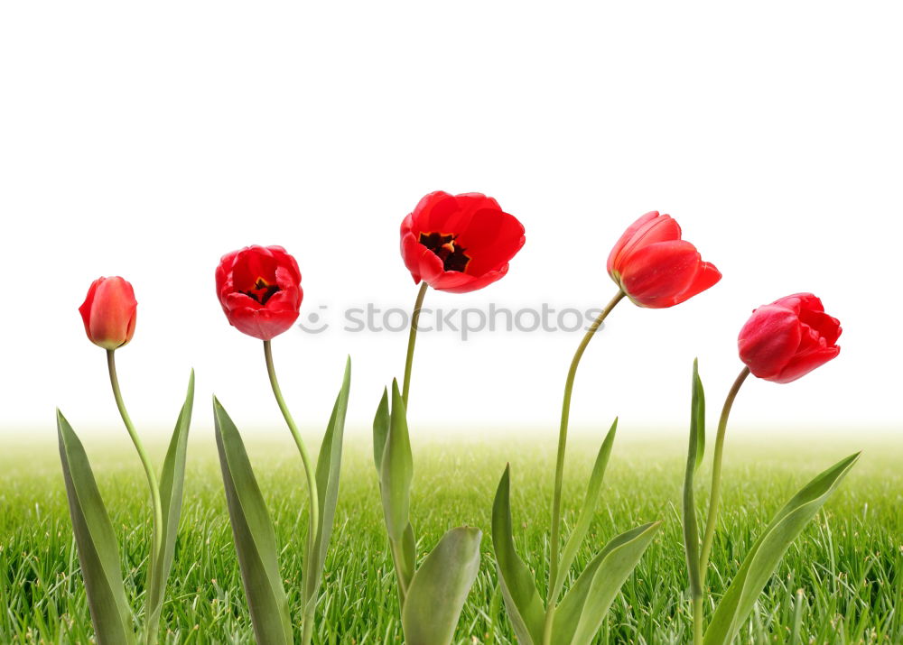 Similar – poppy Nature Plant Sky