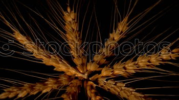 Similar – Image, Stock Photo spike Plant Summer Grass