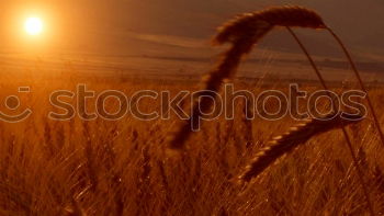 Similar – Foto Bild Schilf im SU
