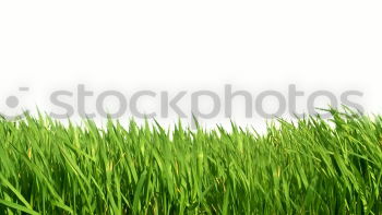 Similar – Image, Stock Photo in the cornfield