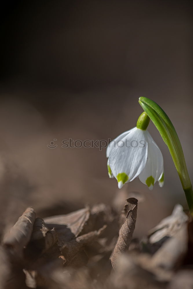 Similar – Image, Stock Photo signs of life Environment