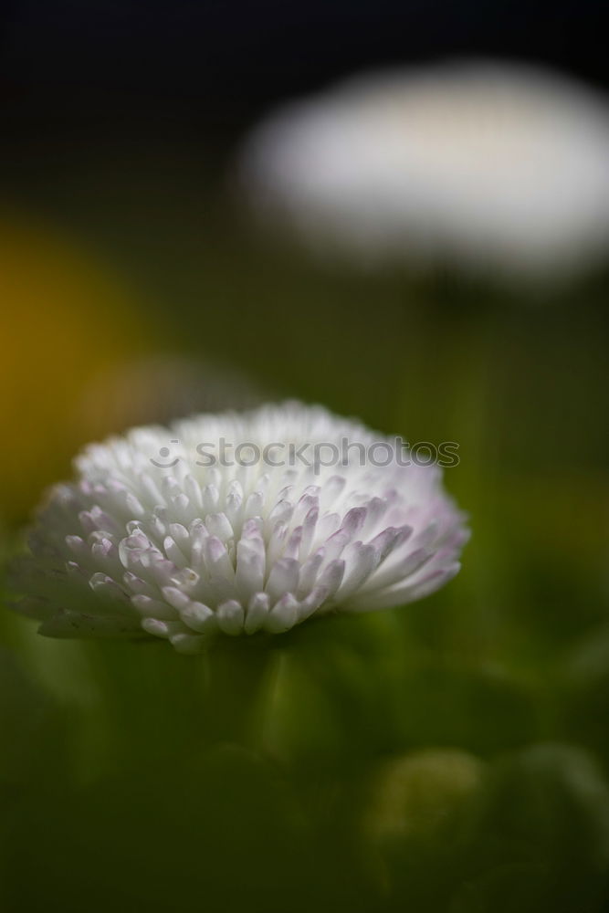 Similar – Wasserblume Blume Blüte