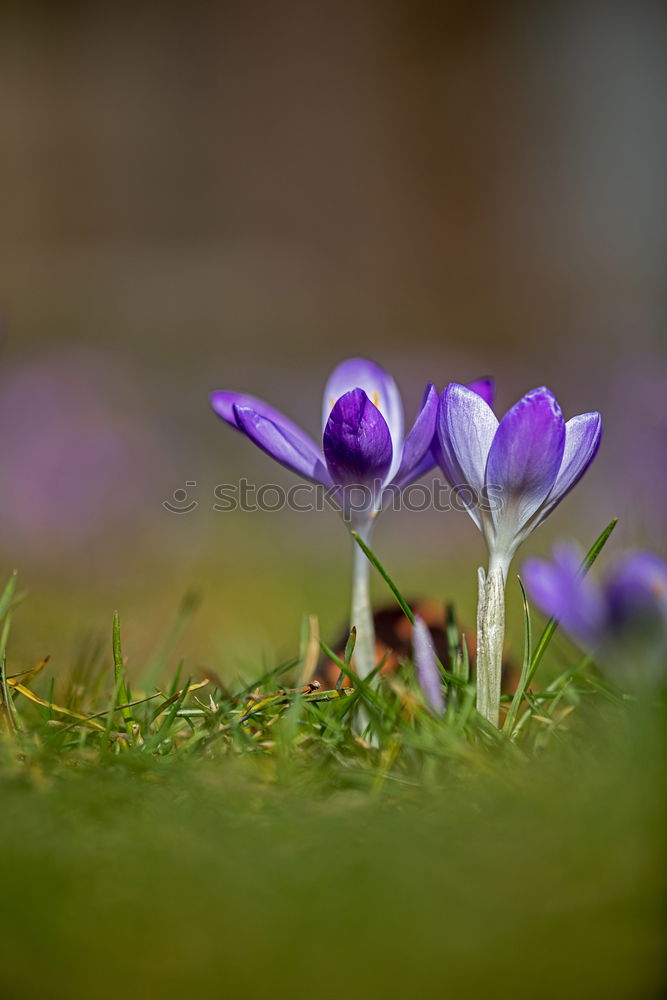 Similar – Longing for the sun crocus