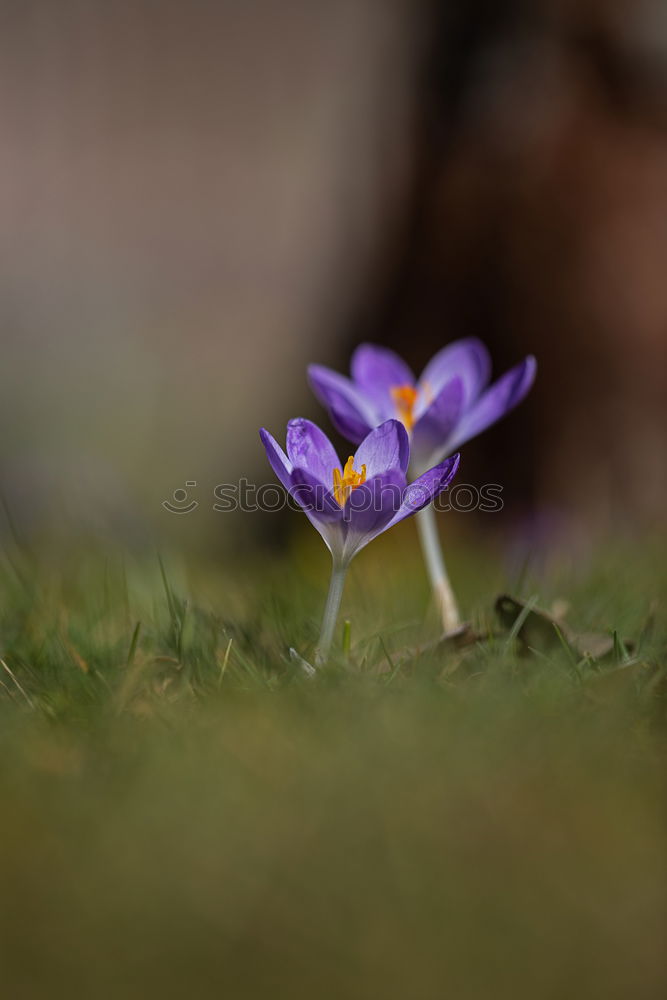 Similar – Image, Stock Photo spring in park VII Plant